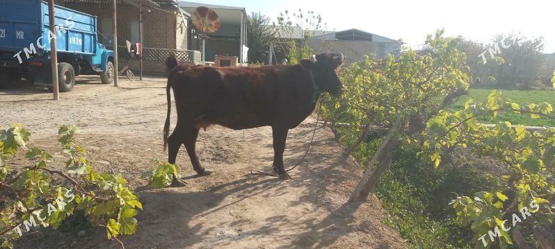 agyr bogaz - Мары - img 2