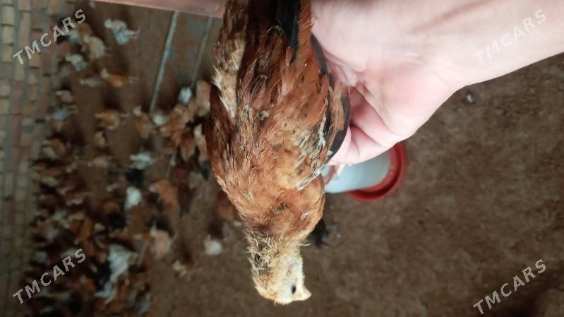 towuk jüje - Kaka - img 4