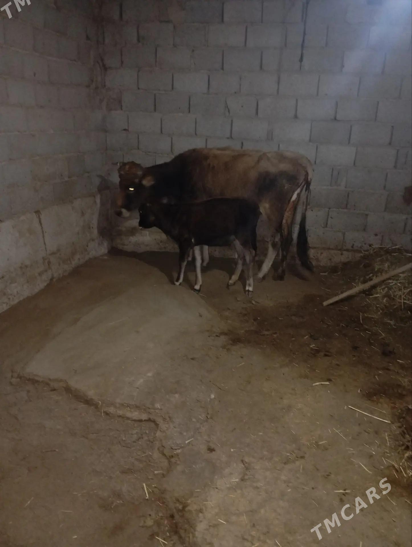 Goleli sygyrlar - Гызыларбат - img 2