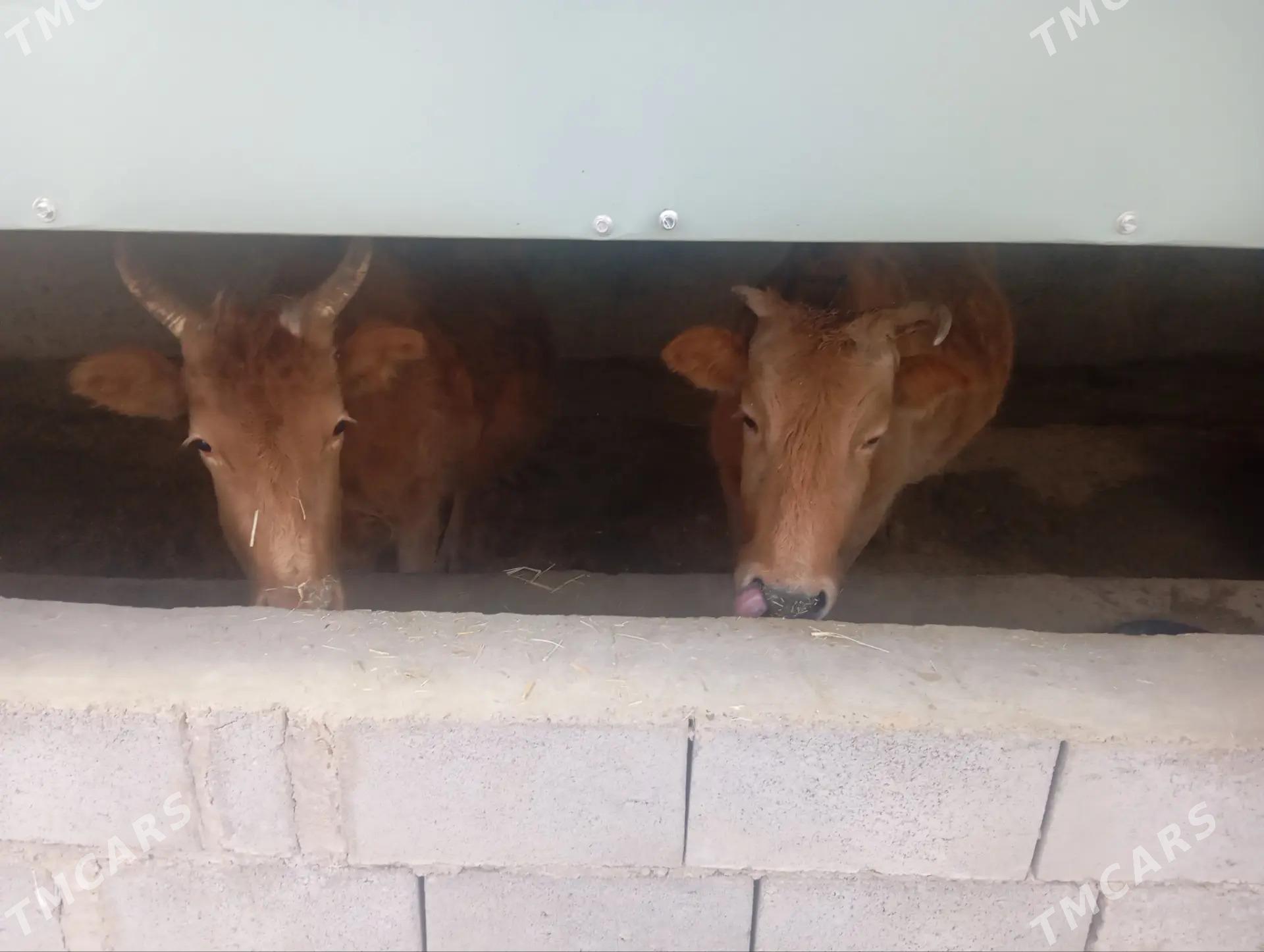 Goleli sygyrlar - Гызыларбат - img 5