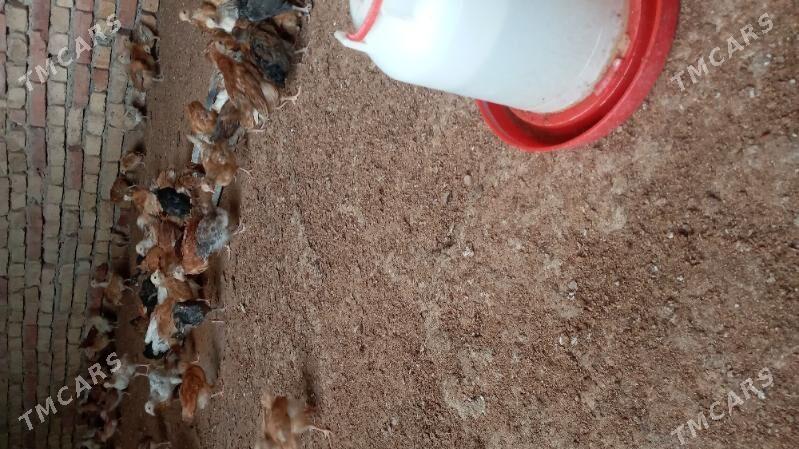 towuk jüje - Kaka - img 3