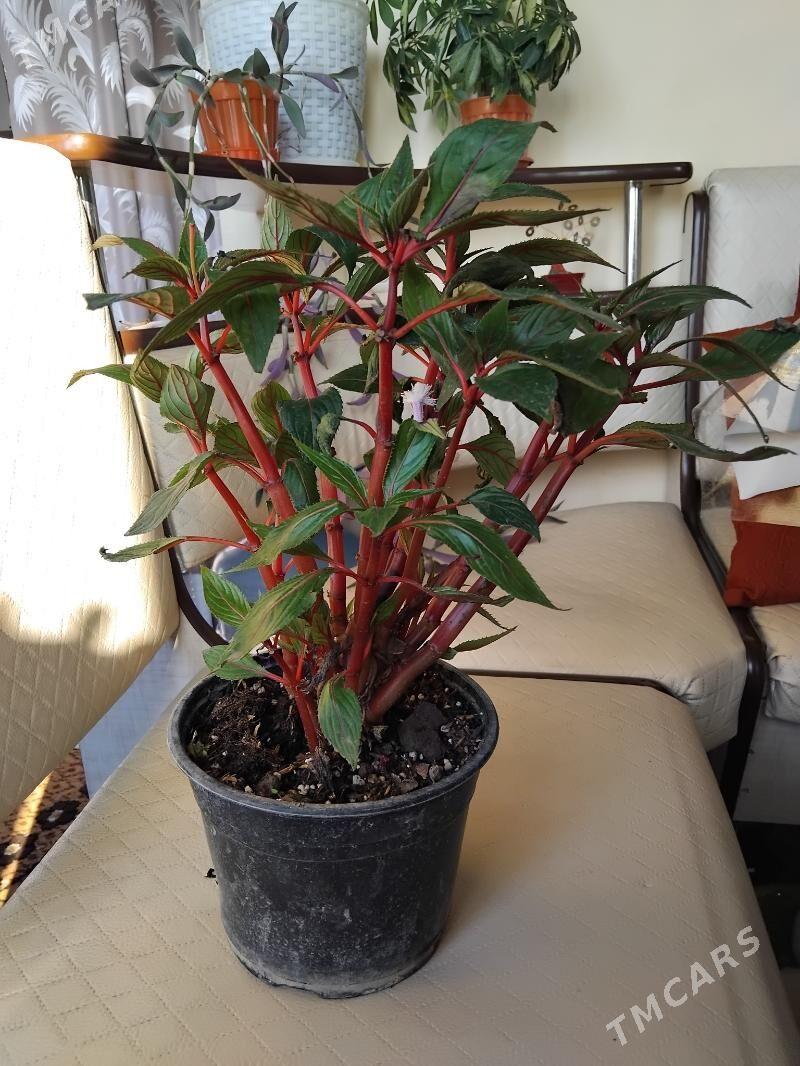 цветы - 10 mkr - img 6