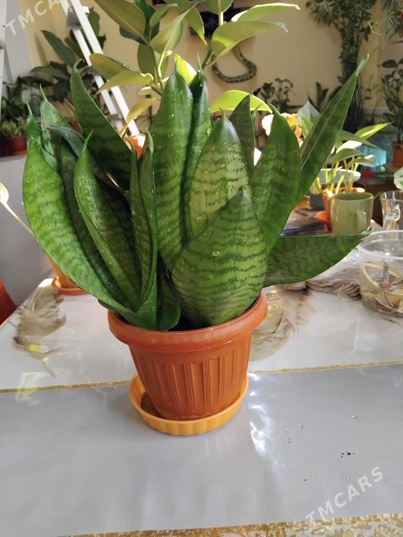 цветы - 10 mkr - img 5