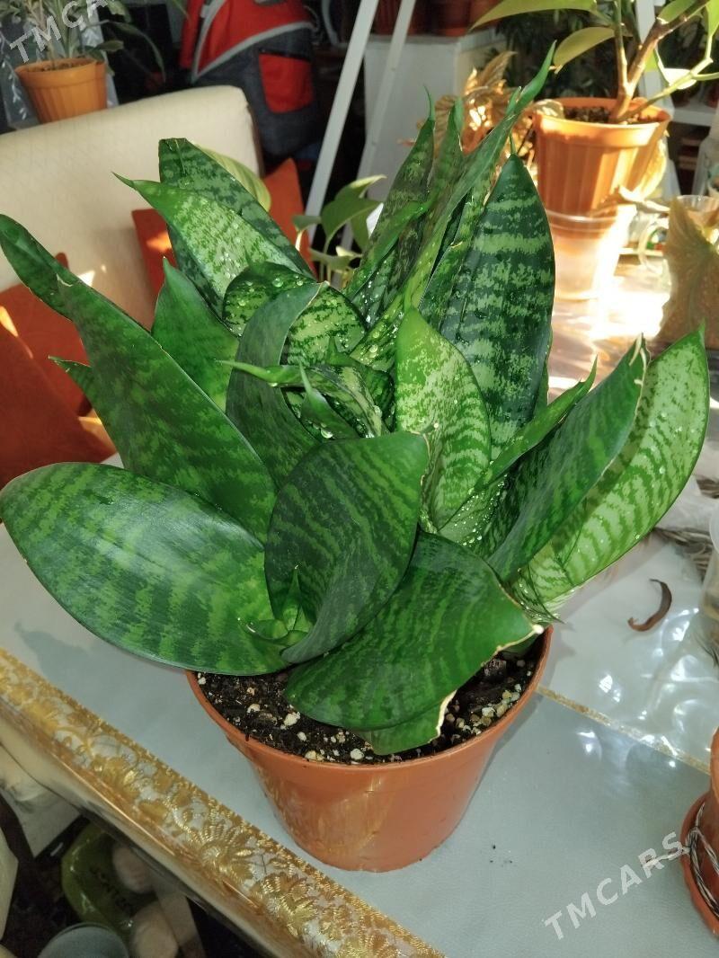 цветы - 10 mkr - img 4