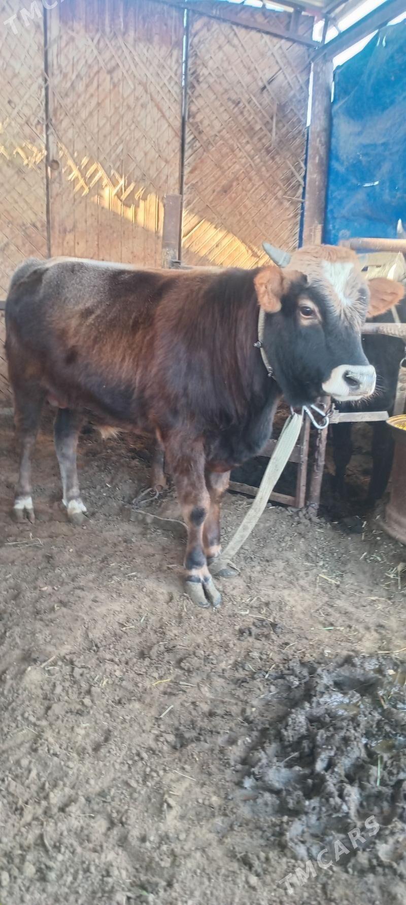 öküz - Änew - img 2