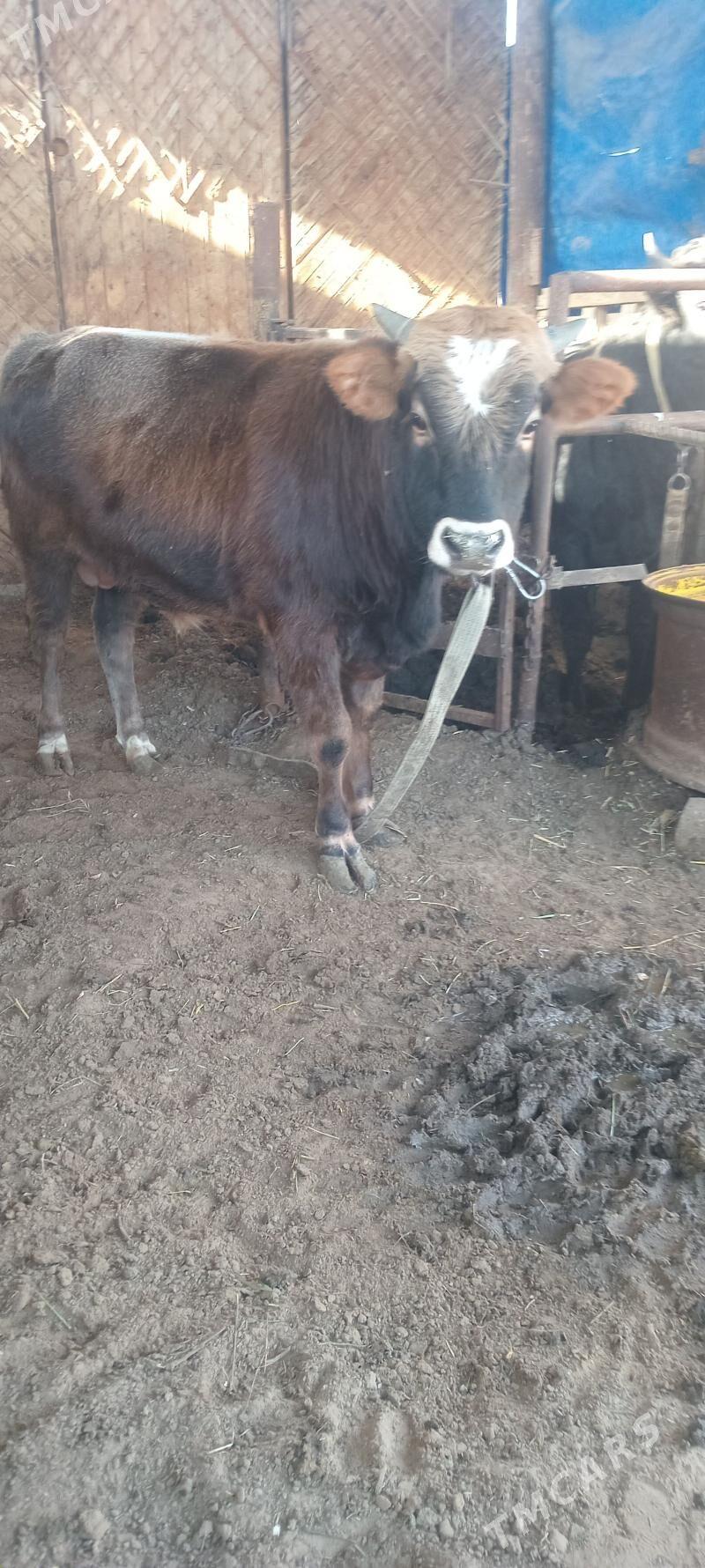 öküz - Änew - img 3