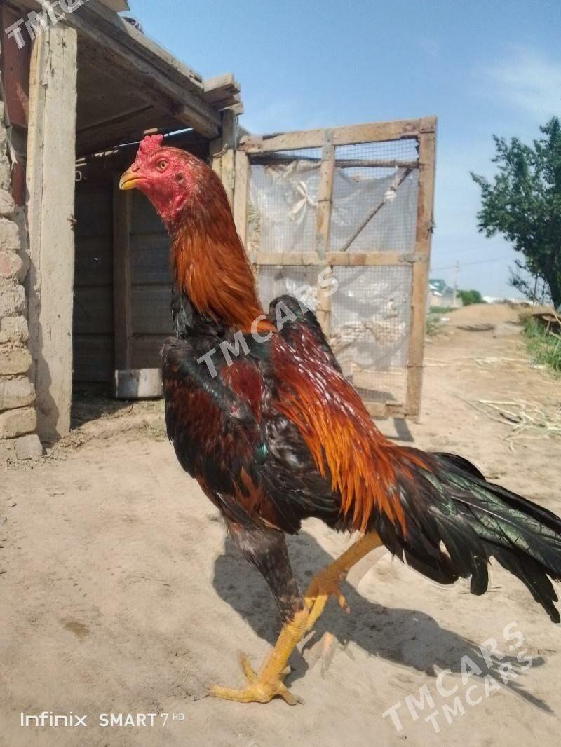 horoz - Мары - img 2