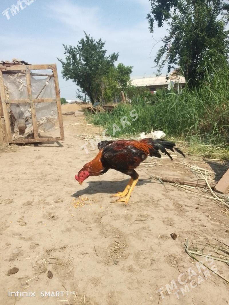 horoz - Мары - img 3