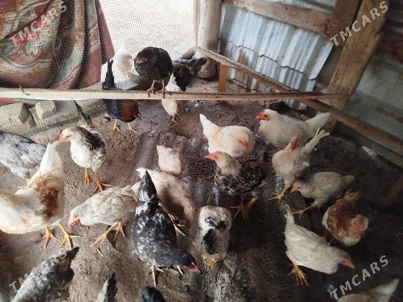 towuk horaz - Фарап - img 2