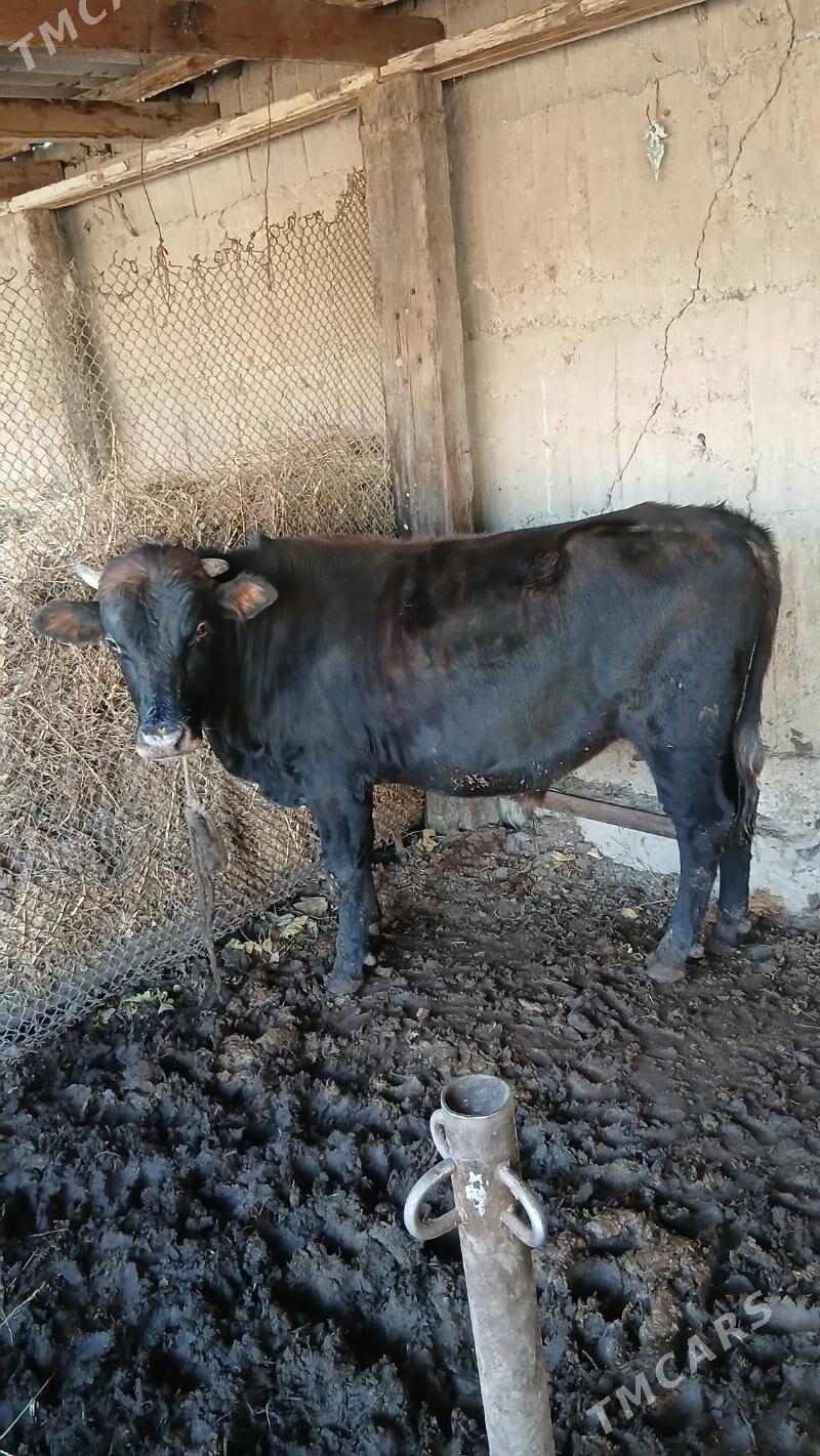 okuz - Ашхабад - img 2