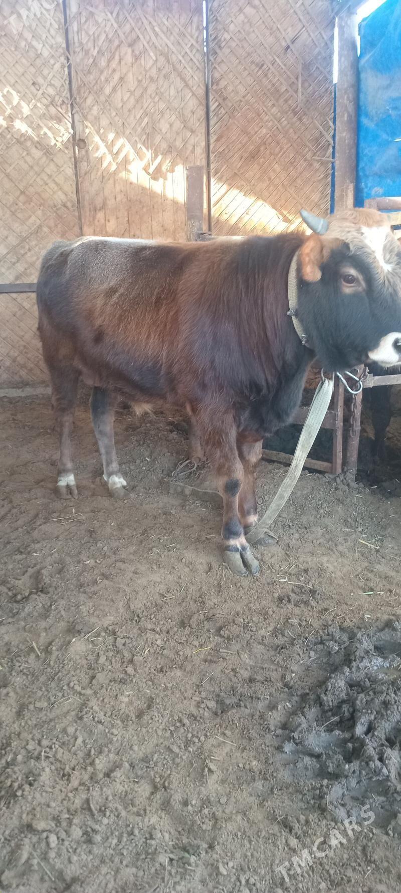 öküz - Änew - img 5