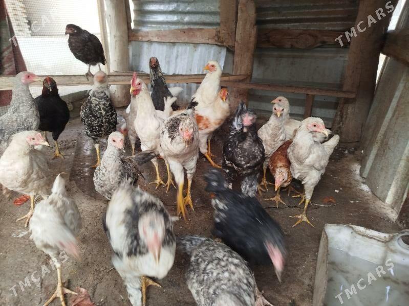 towuk horaz - Фарап - img 4