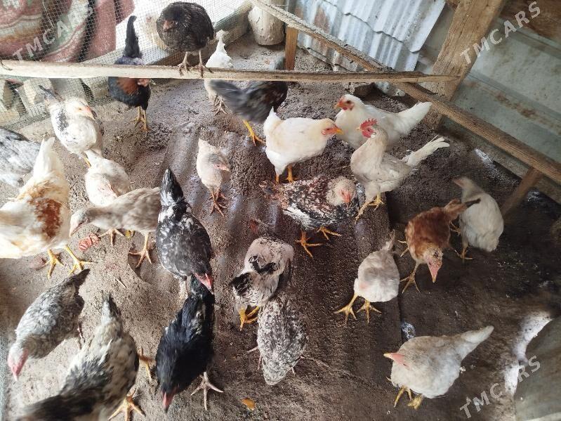 towuk horaz - Фарап - img 3