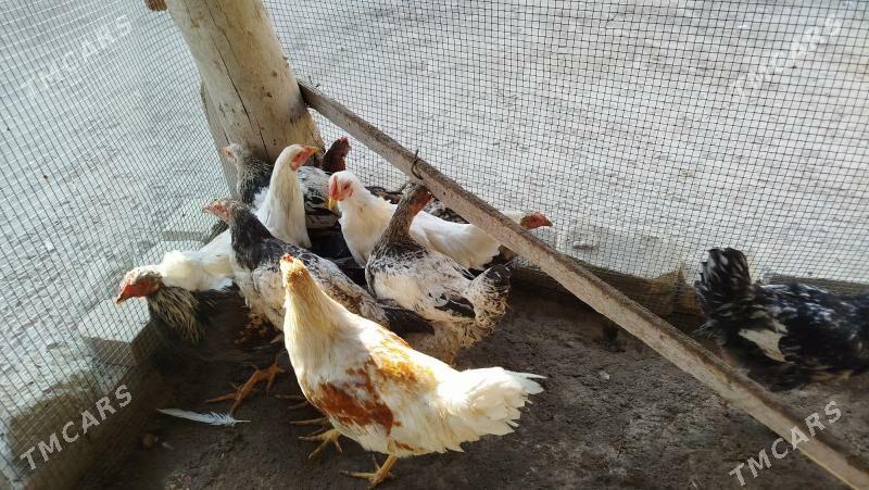 towuk horaz - Фарап - img 1