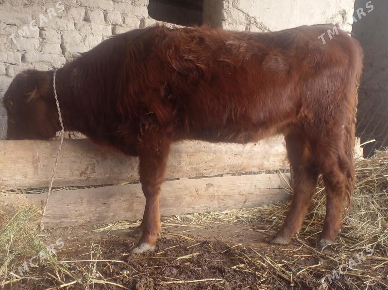 gaçar - Köneürgenç - img 1