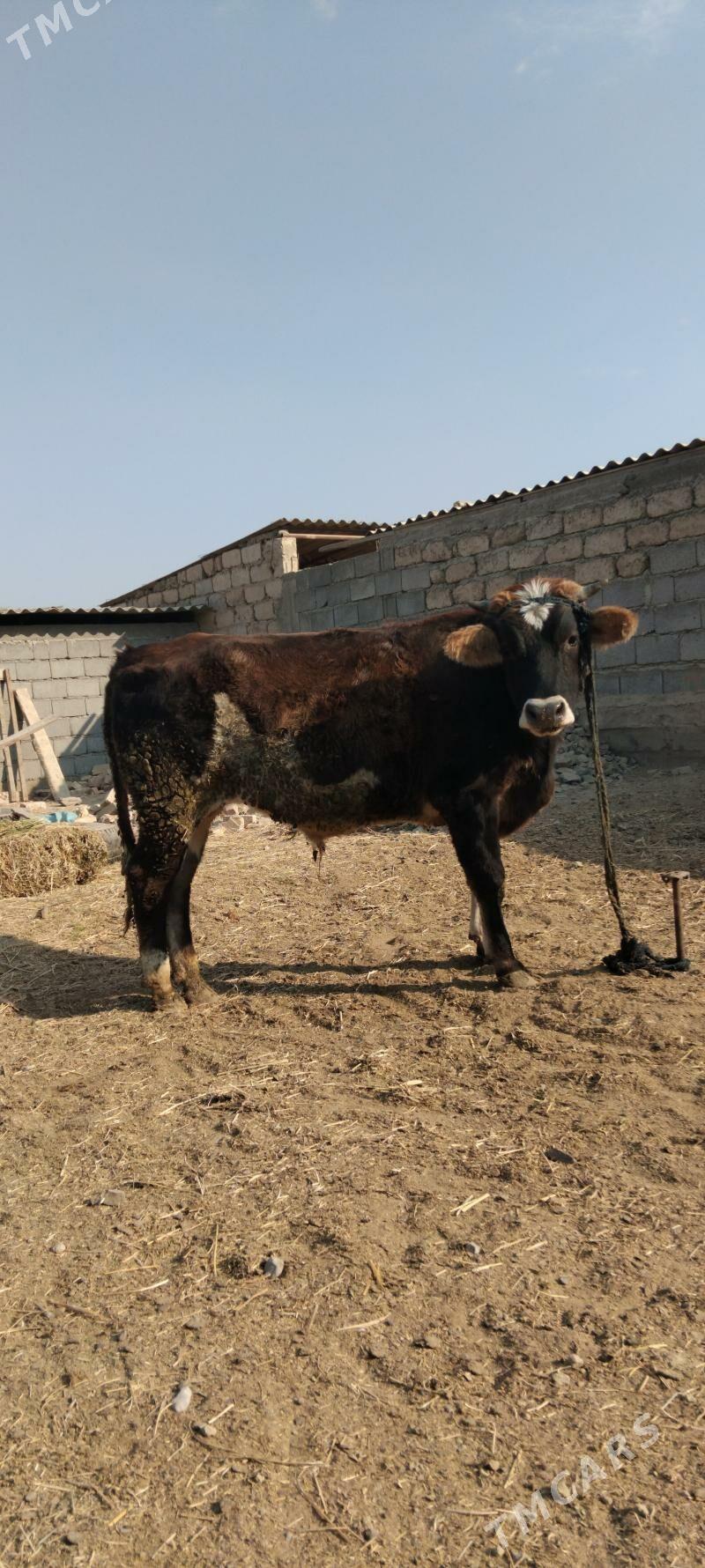 Ökiz - Gökdepe - img 5