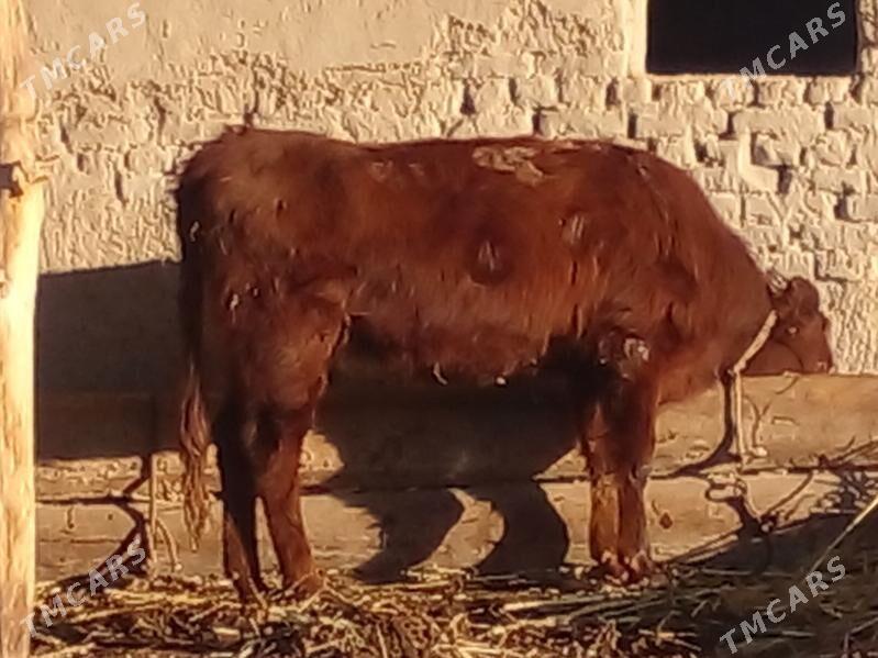 gaçar - Köneürgenç - img 3