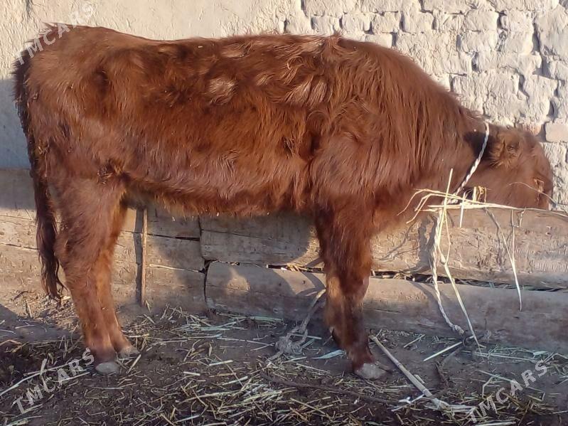 gaçar - Köneürgenç - img 2