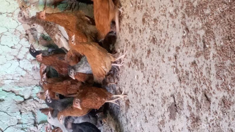 towuk jüje - Кака - img 3