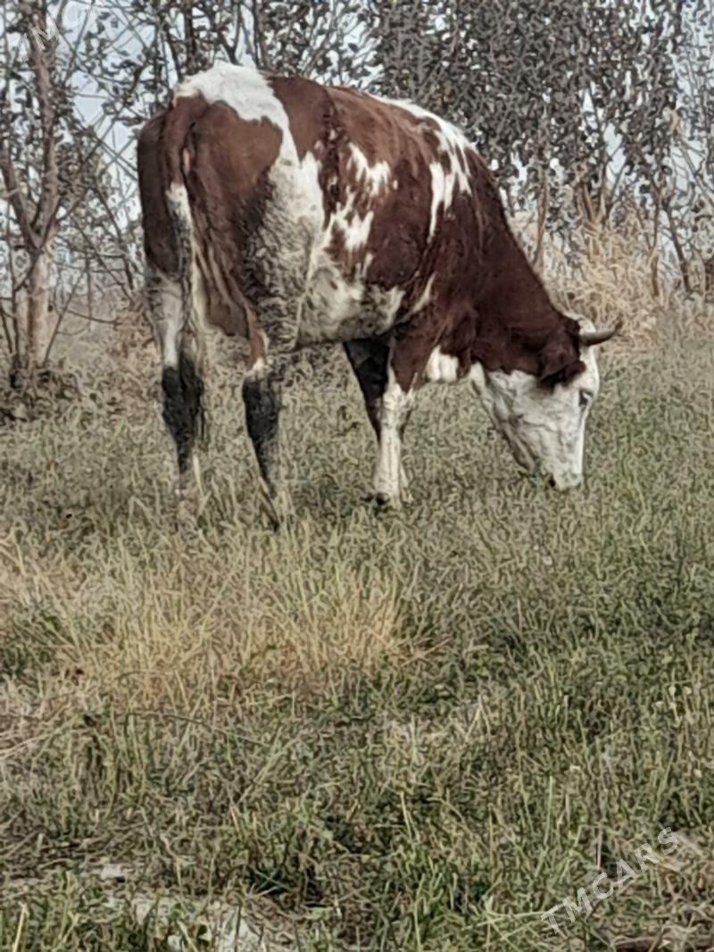 Bogaz sygyr - Bäherden - img 6