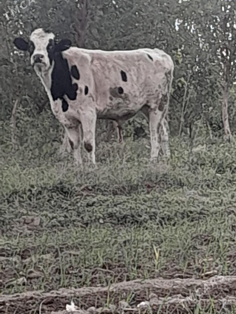 Bogaz sygyr - Bäherden - img 7