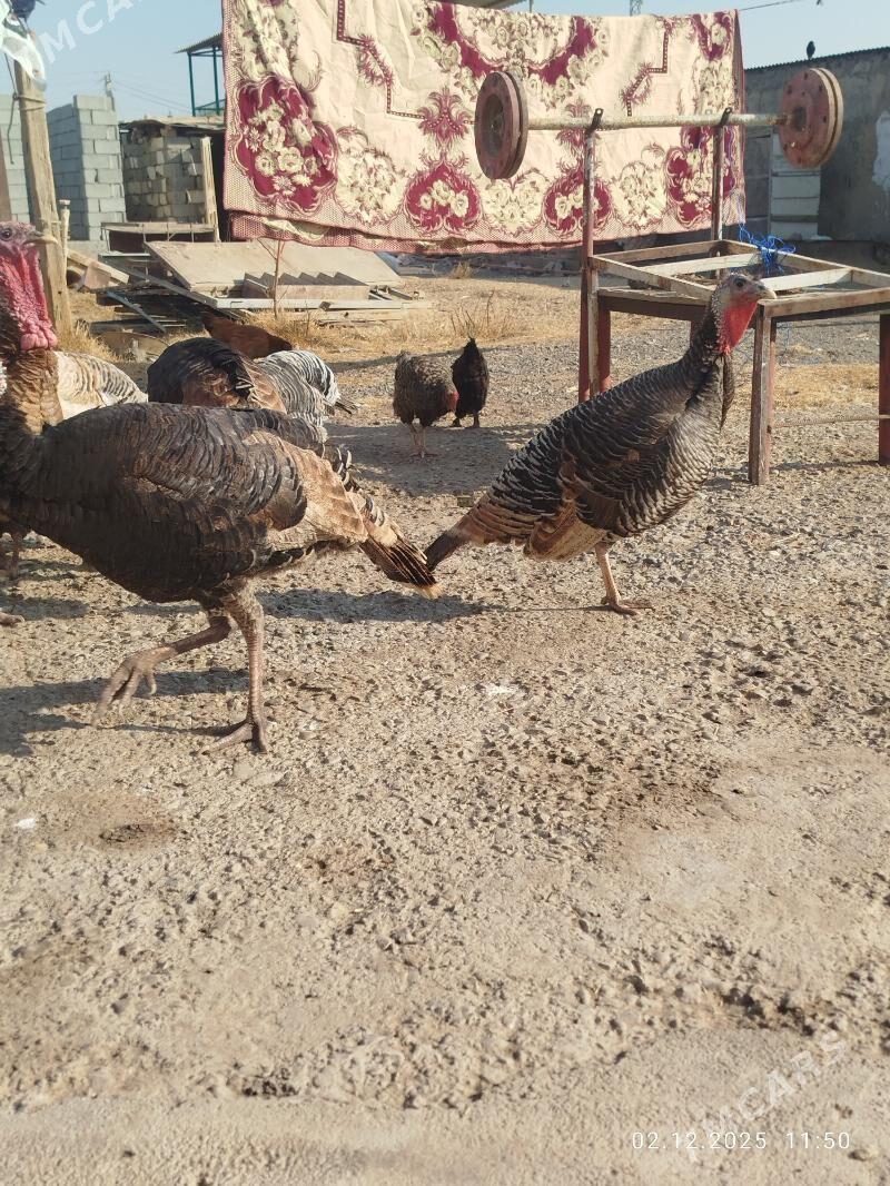 Induk - Гуртли - img 2