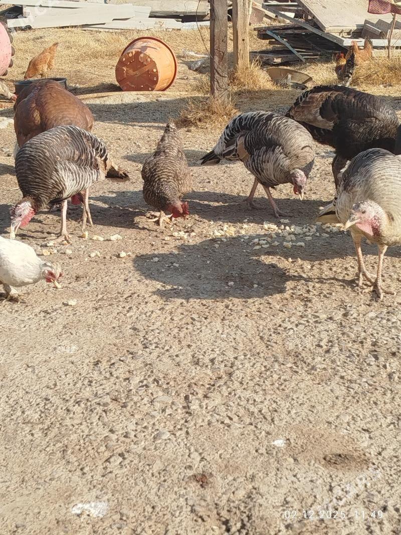 Induk - Гуртли - img 7