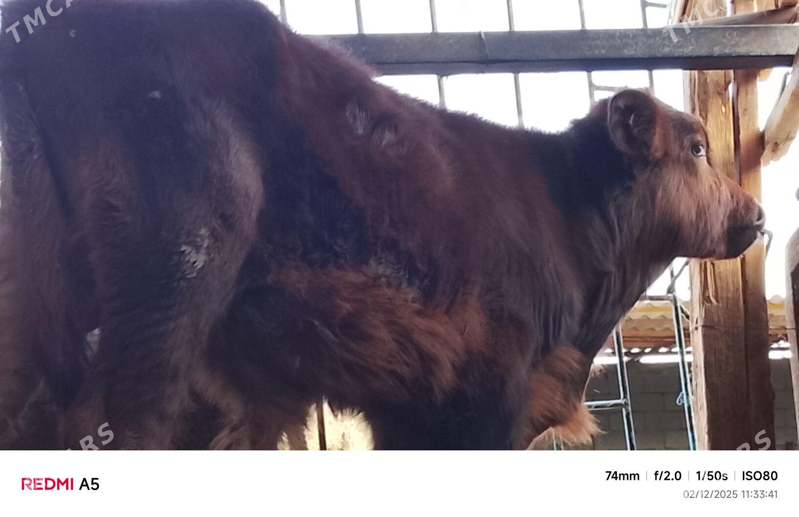 ökiz - Büzmeýin - img 1