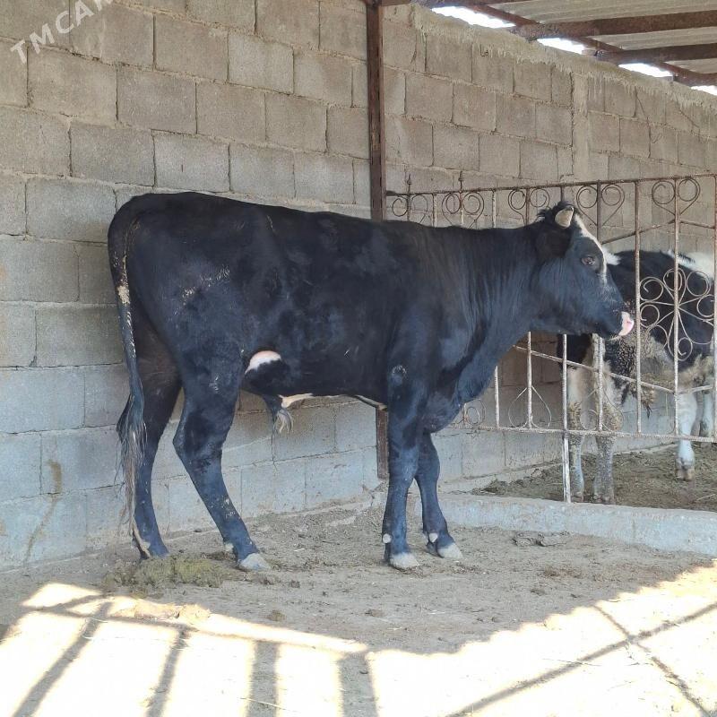 Öküz - Бузмеин - img 3