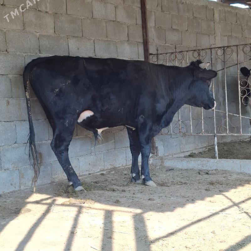 Öküz - Бузмеин - img 4