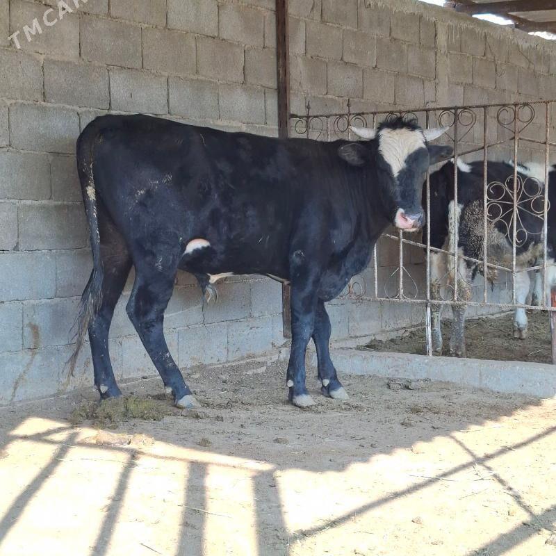 Öküz - Бузмеин - img 1