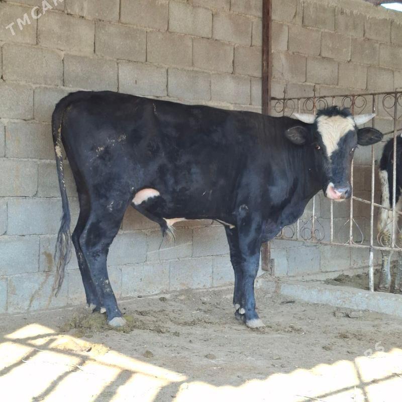 Öküz - Бузмеин - img 2