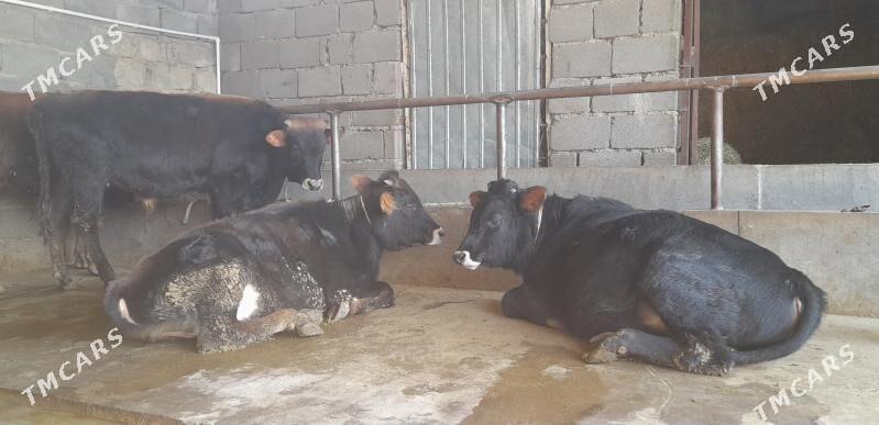 öküz - Бузмеин - img 4