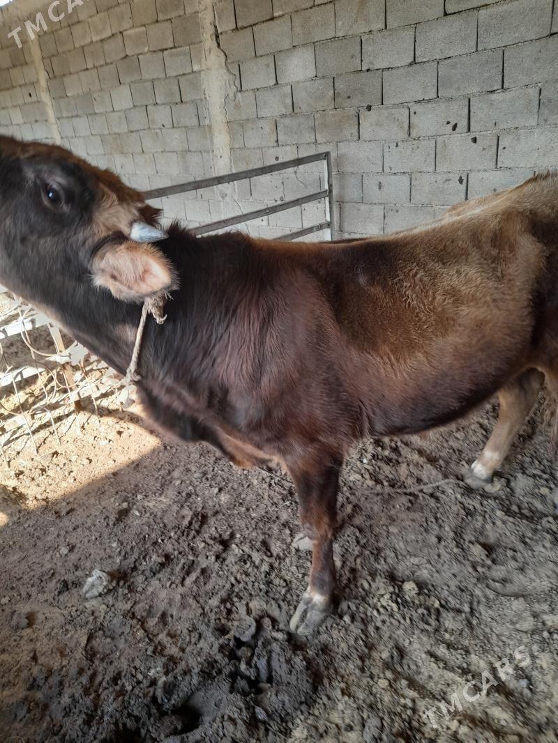 ökuz - Änew - img 1