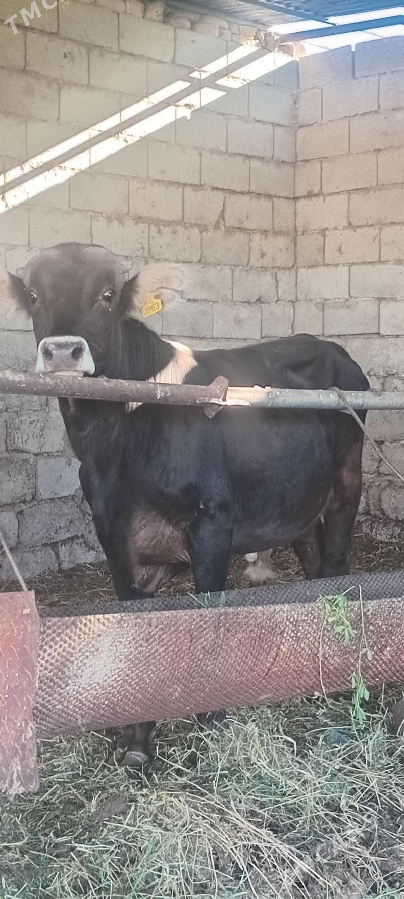 öküz - Анев - img 3