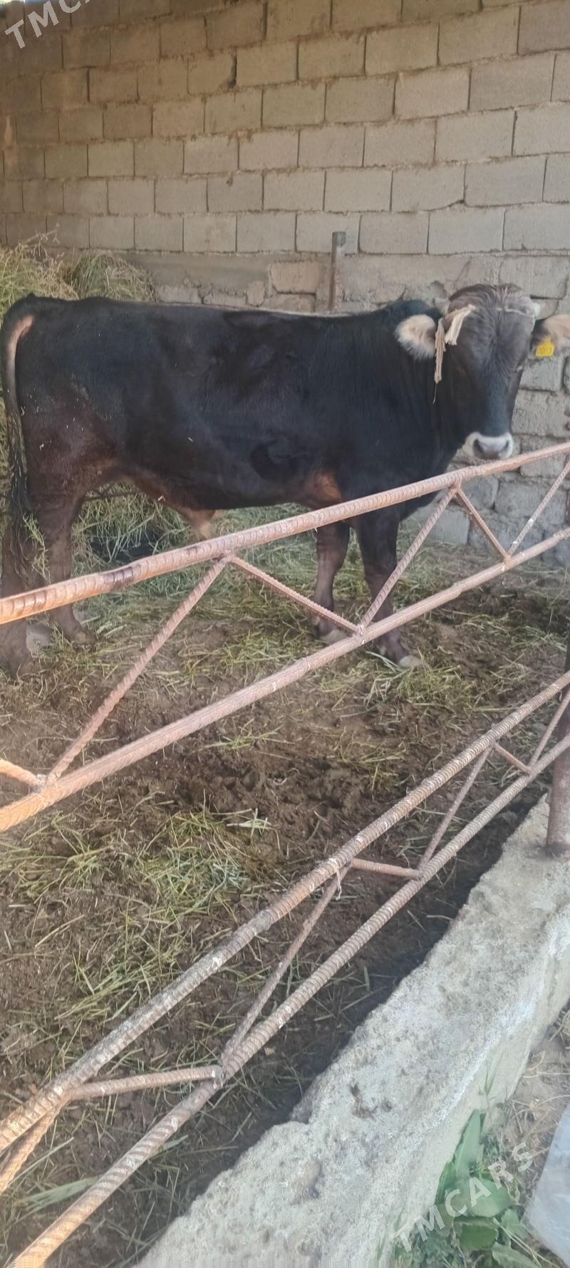 öküz - Анев - img 5