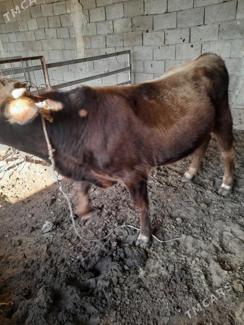 ökuz - Änew - img 2