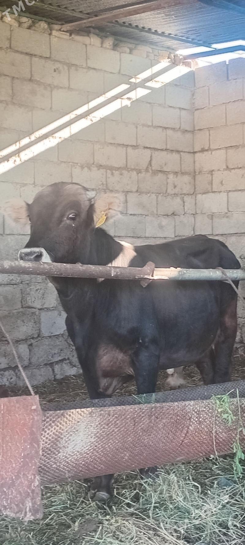 öküz - Анев - img 4