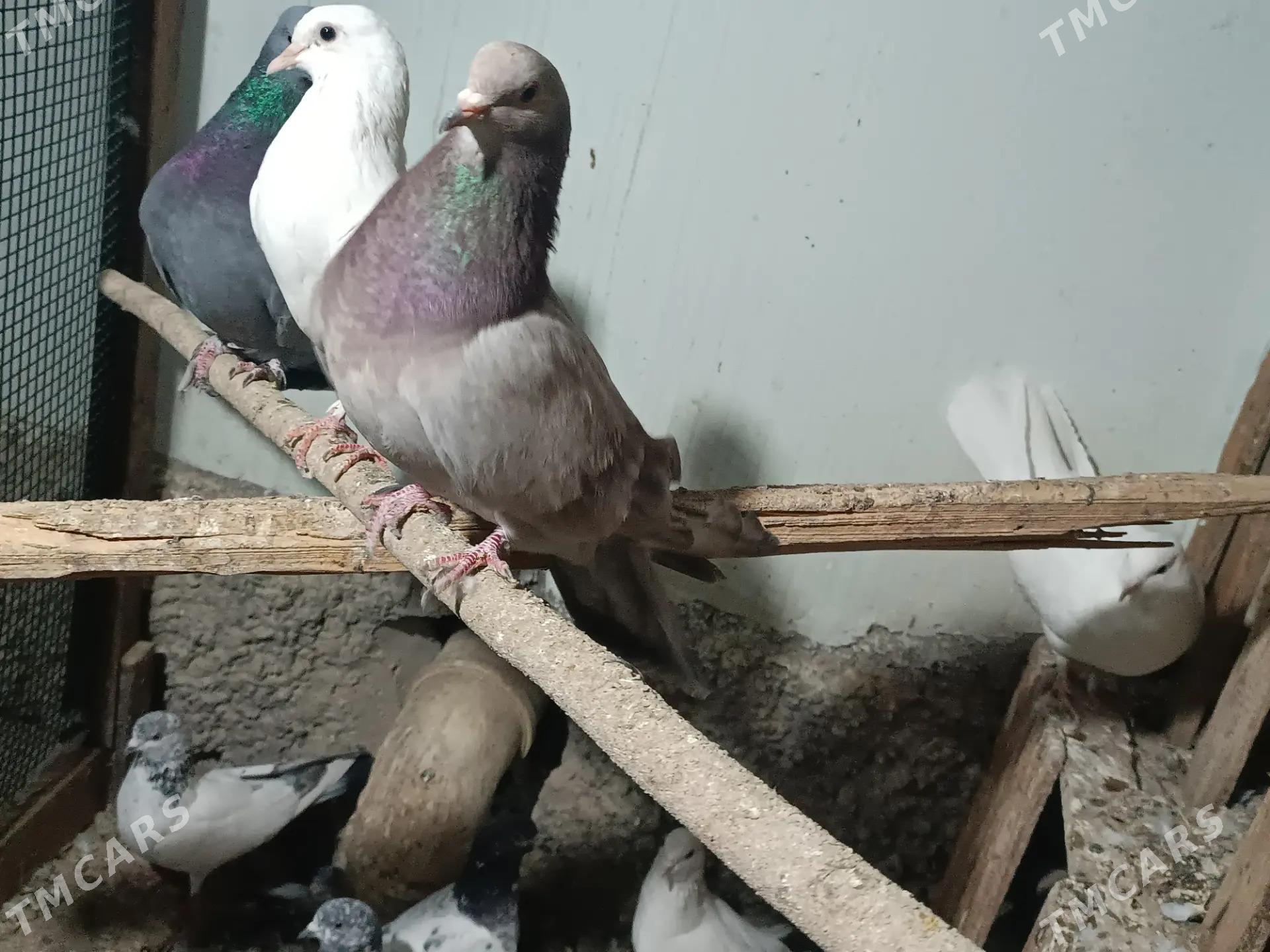 kepteri - Çärjew - img 3