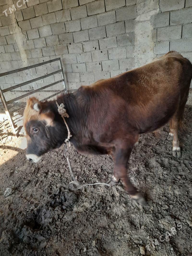 ökuz - Änew - img 9