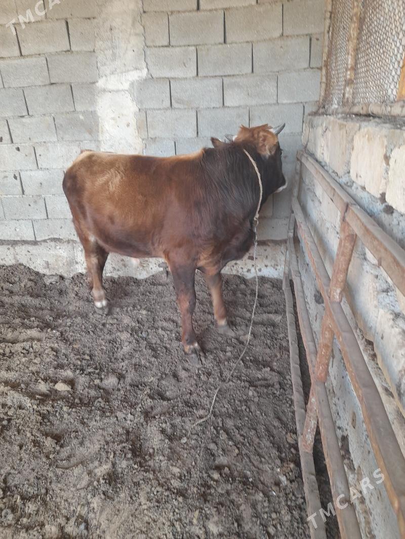 ökuz - Änew - img 7