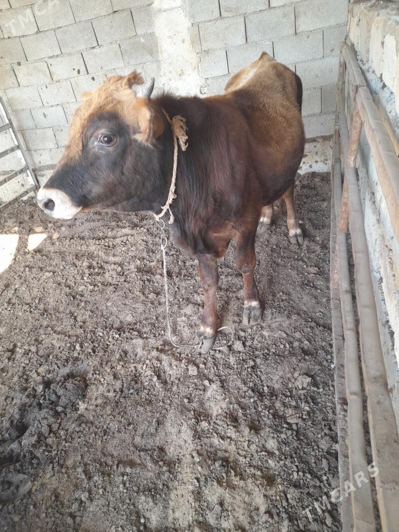 ökuz - Änew - img 6