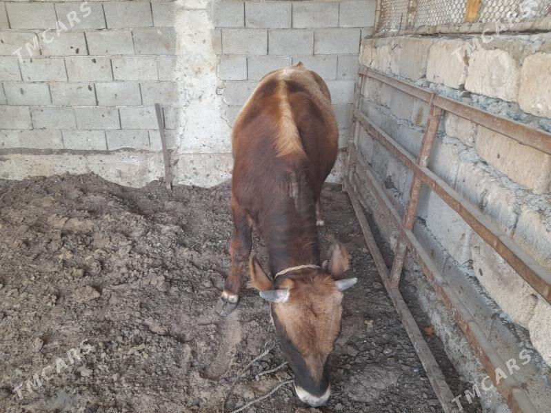 ökuz - Änew - img 5