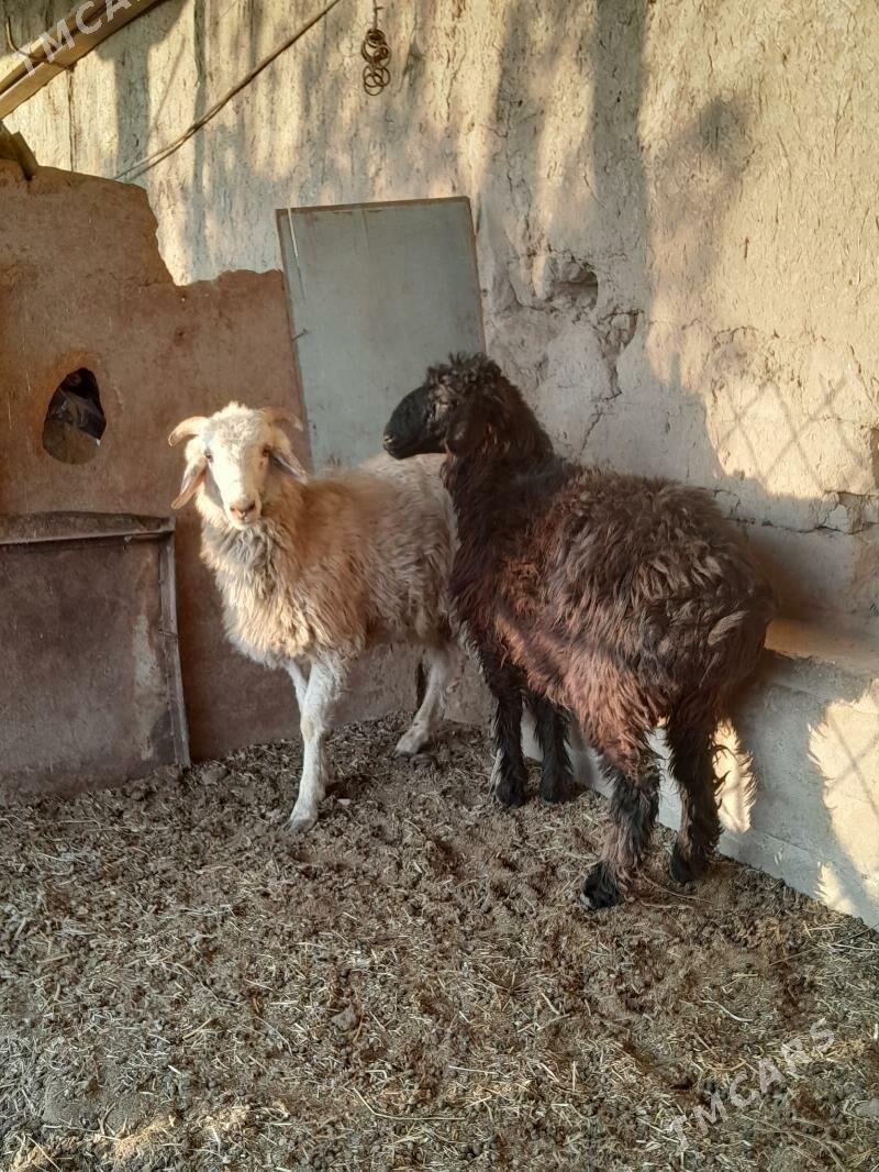 гочлар - Türkmenabat - img 2