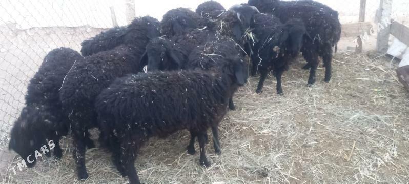 Tokly - Änew - img 2