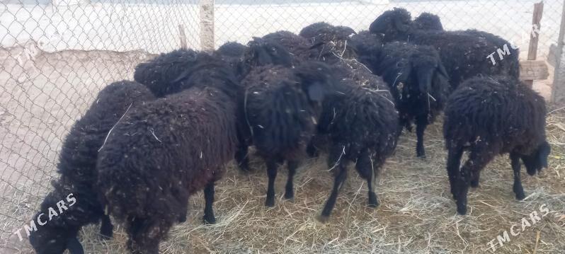 Tokly - Änew - img 1