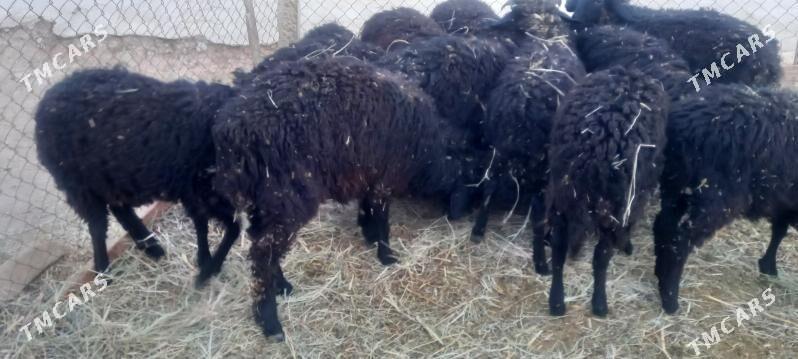 Tokly - Änew - img 3