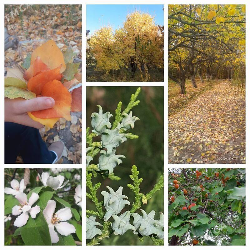 daça - Daşoguz - img 8