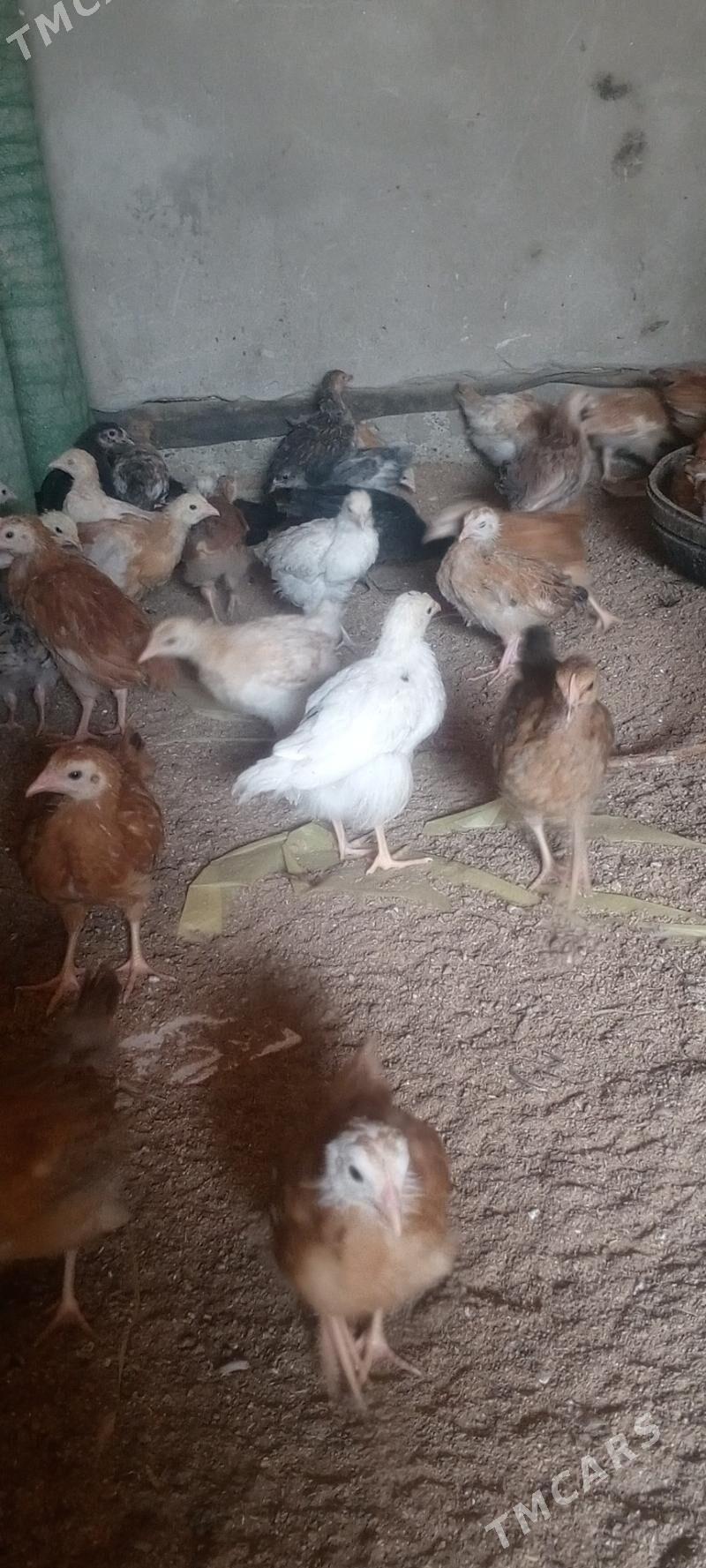 juyje - Мары - img 1