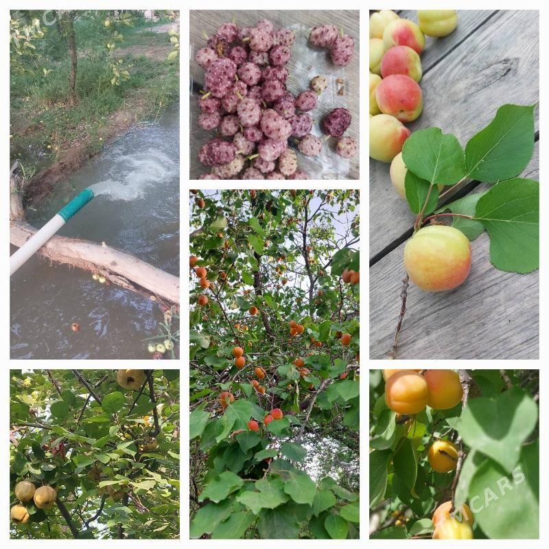 daça - Daşoguz - img 6